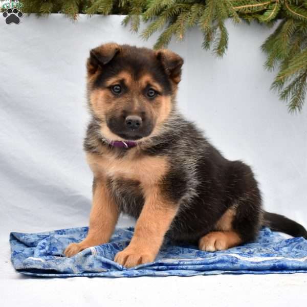Boulder, German Shepherd Mix Puppy