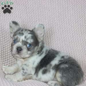 Timmy, French Bulldog Puppy