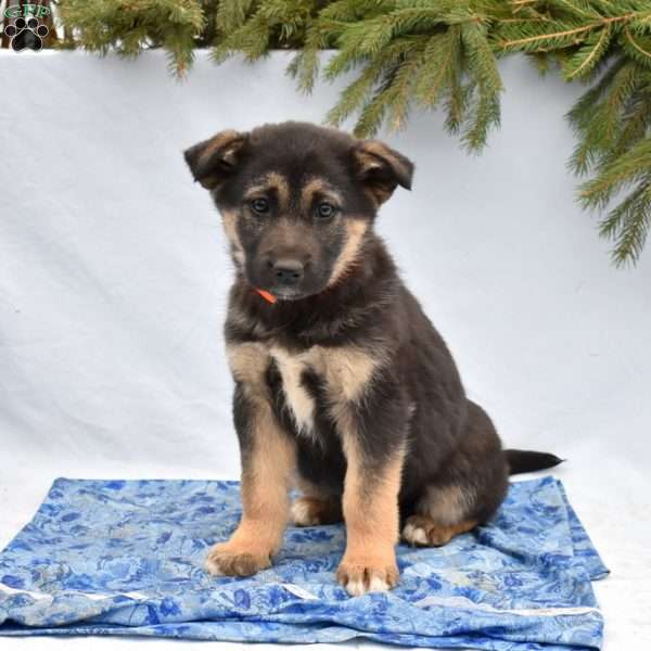 Breeze, German Shepherd Mix Puppy
