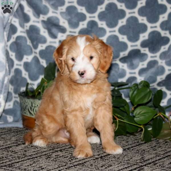 Brian, Mini Bernedoodle Puppy