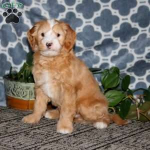 Brian, Mini Bernedoodle Puppy