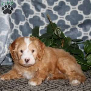 Brian, Mini Bernedoodle Puppy
