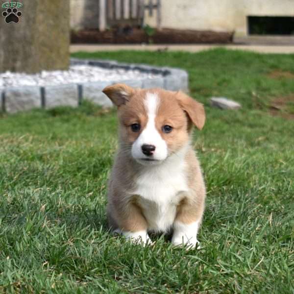 Bridget, Pembroke Welsh Corgi Puppy