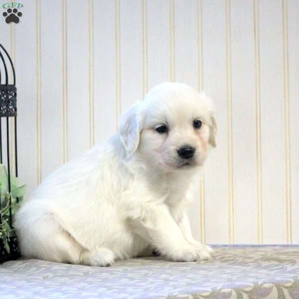 Bridget, English Cream Golden Retriever Puppy