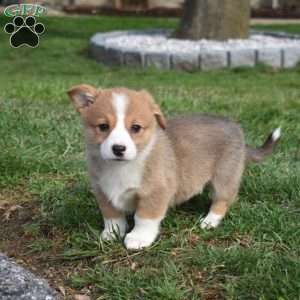 Bridget, Pembroke Welsh Corgi Puppy