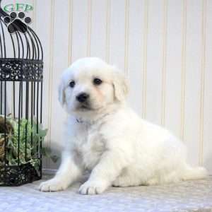 Bridget, English Cream Golden Retriever Puppy