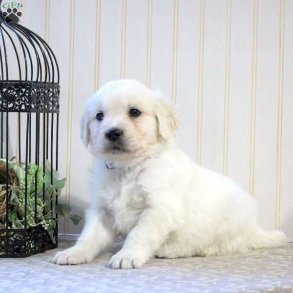 Bridget, English Cream Golden Retriever Puppy