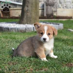 Bridget, Pembroke Welsh Corgi Puppy
