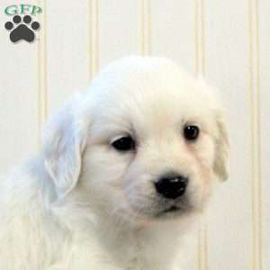 Bridget, English Cream Golden Retriever Puppy