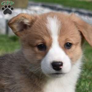 Bridget, Pembroke Welsh Corgi Puppy