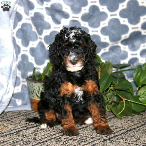 Brie, Mini Bernedoodle Puppy