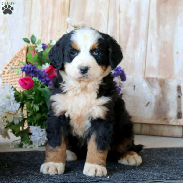 Brie, Bernese Mountain Dog Puppy