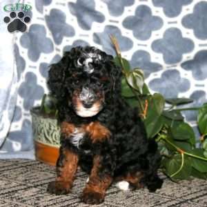 Brie, Mini Bernedoodle Puppy