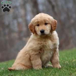 Brie, Golden Retriever Puppy