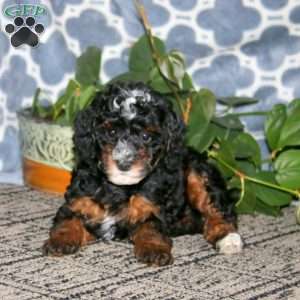 Brie, Mini Bernedoodle Puppy