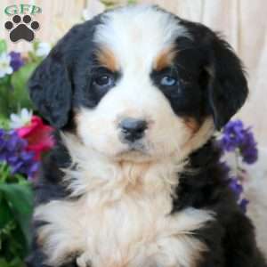 Brie, Bernese Mountain Dog Puppy
