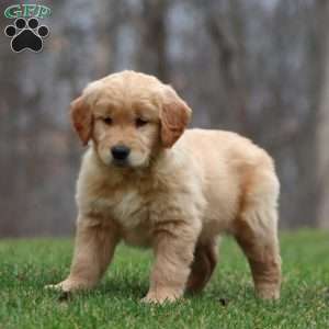 Brie, Golden Retriever Puppy