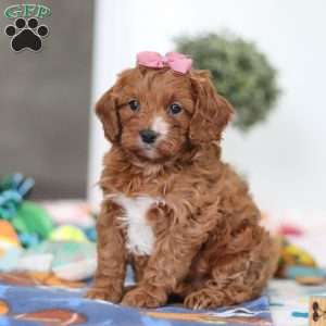 Brielle, Cavapoo Puppy
