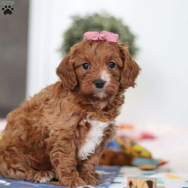 Brielle, Cavapoo Puppy