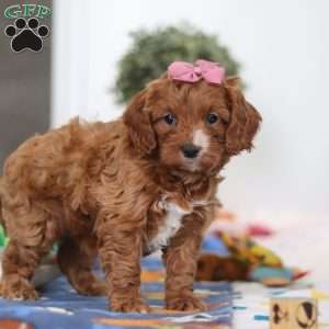 Brielle, Cavapoo Puppy
