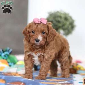 Brielle, Cavapoo Puppy