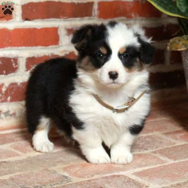 Brielle, Pembroke Welsh Corgi Puppy