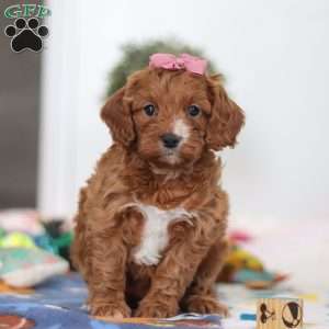 Brielle, Cavapoo Puppy