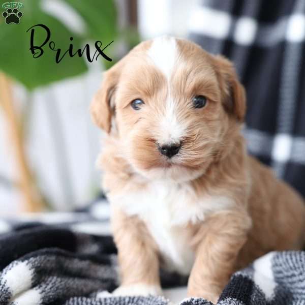 Brinx, Maltipoo Puppy