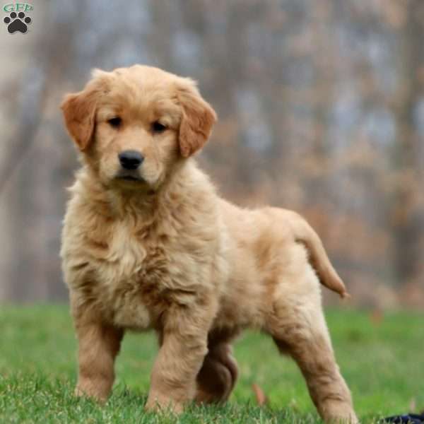 Britney, Golden Retriever Puppy