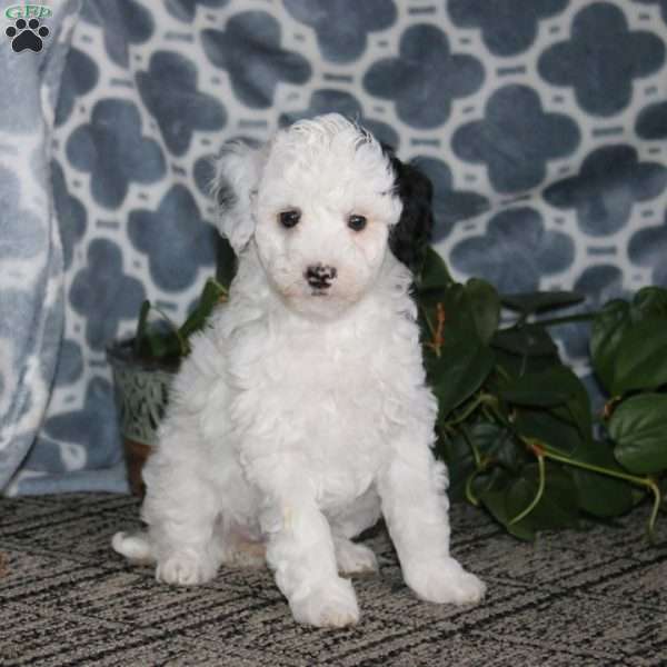Britney, Mini Bernedoodle Puppy