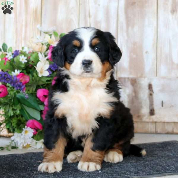Britney, Bernese Mountain Dog Puppy