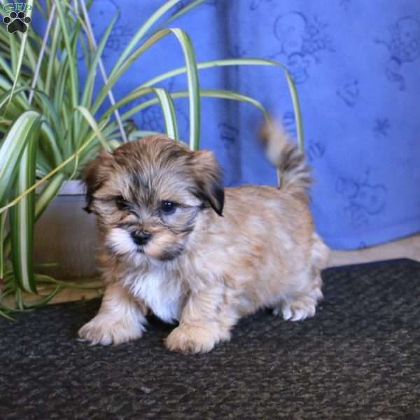 Britney, Teddy Bear Puppy