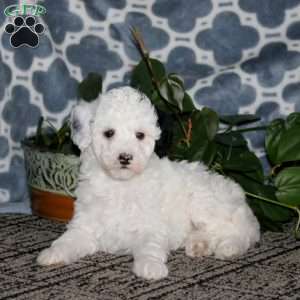Britney, Mini Bernedoodle Puppy
