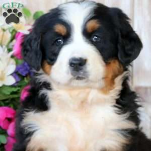 Britney, Bernese Mountain Dog Puppy