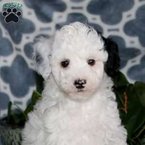 Britney, Mini Bernedoodle Puppy