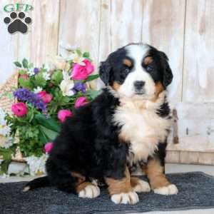 Britney, Bernese Mountain Dog Puppy