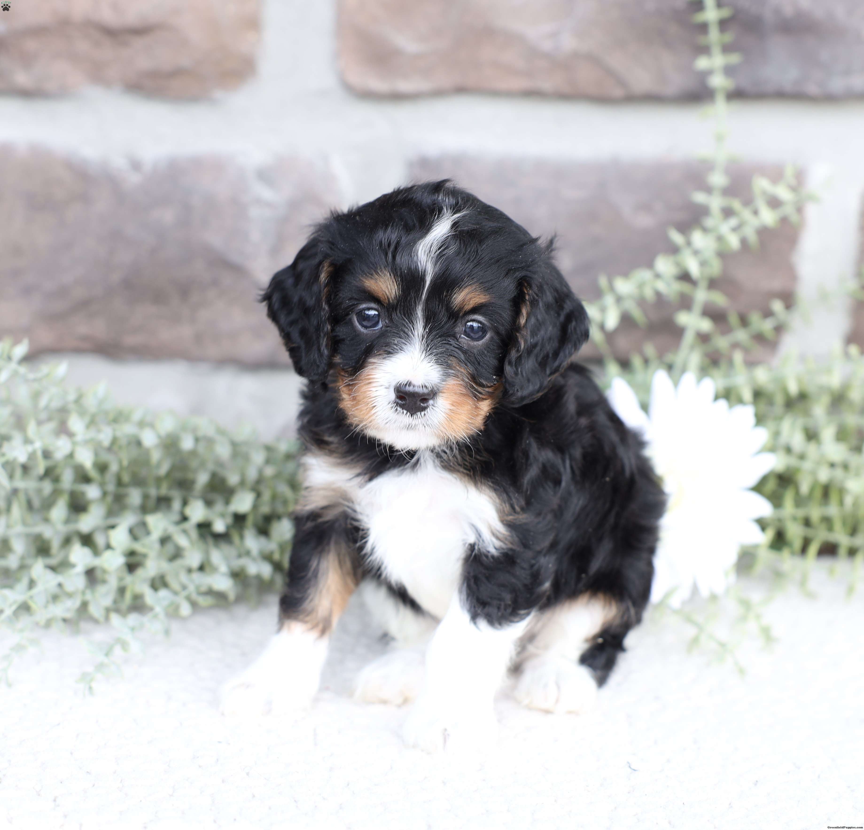 Brody - Cavapoo Puppy For Sale in Pennsylvania