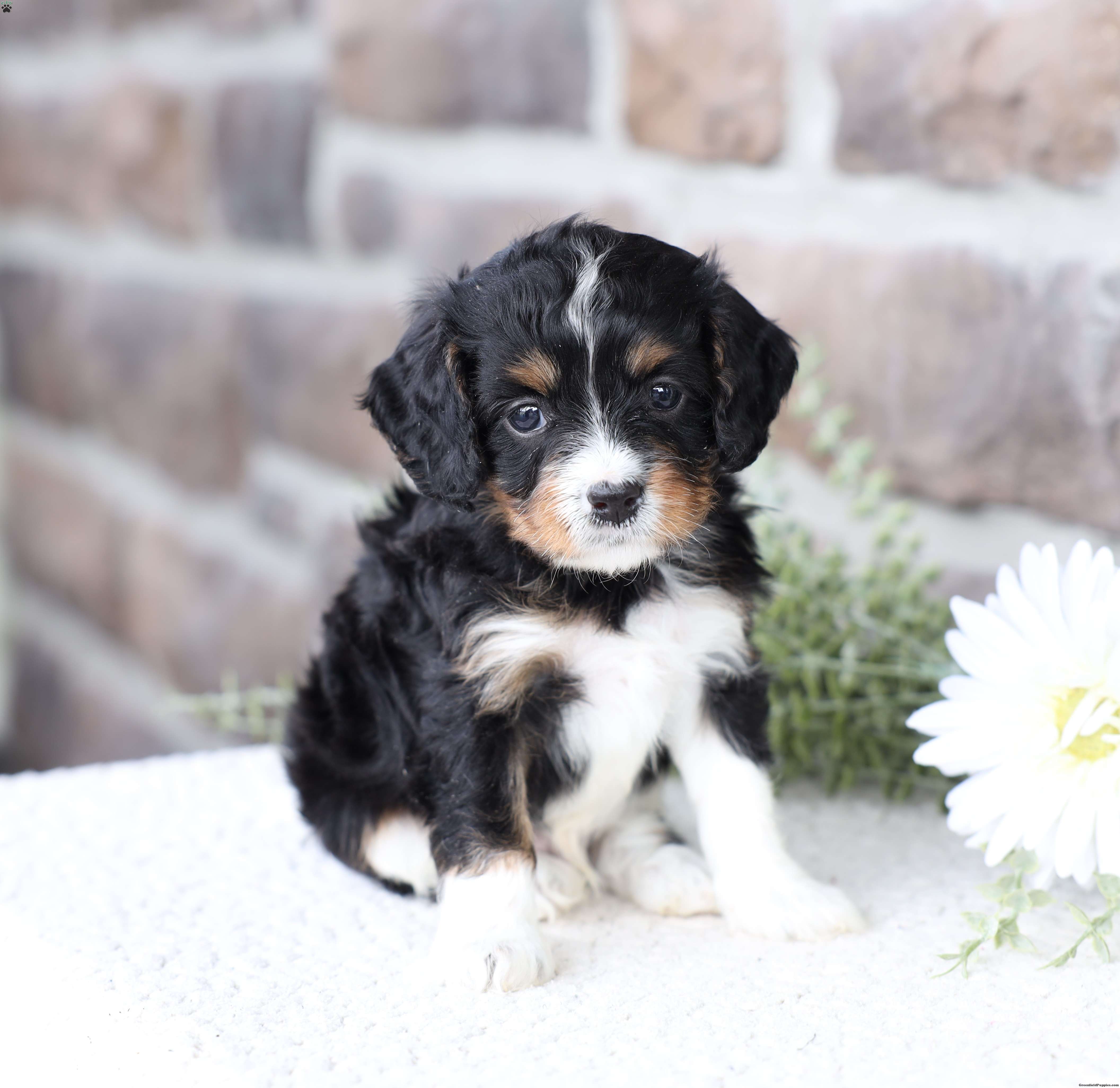 Brody - Cavapoo Puppy For Sale in Pennsylvania