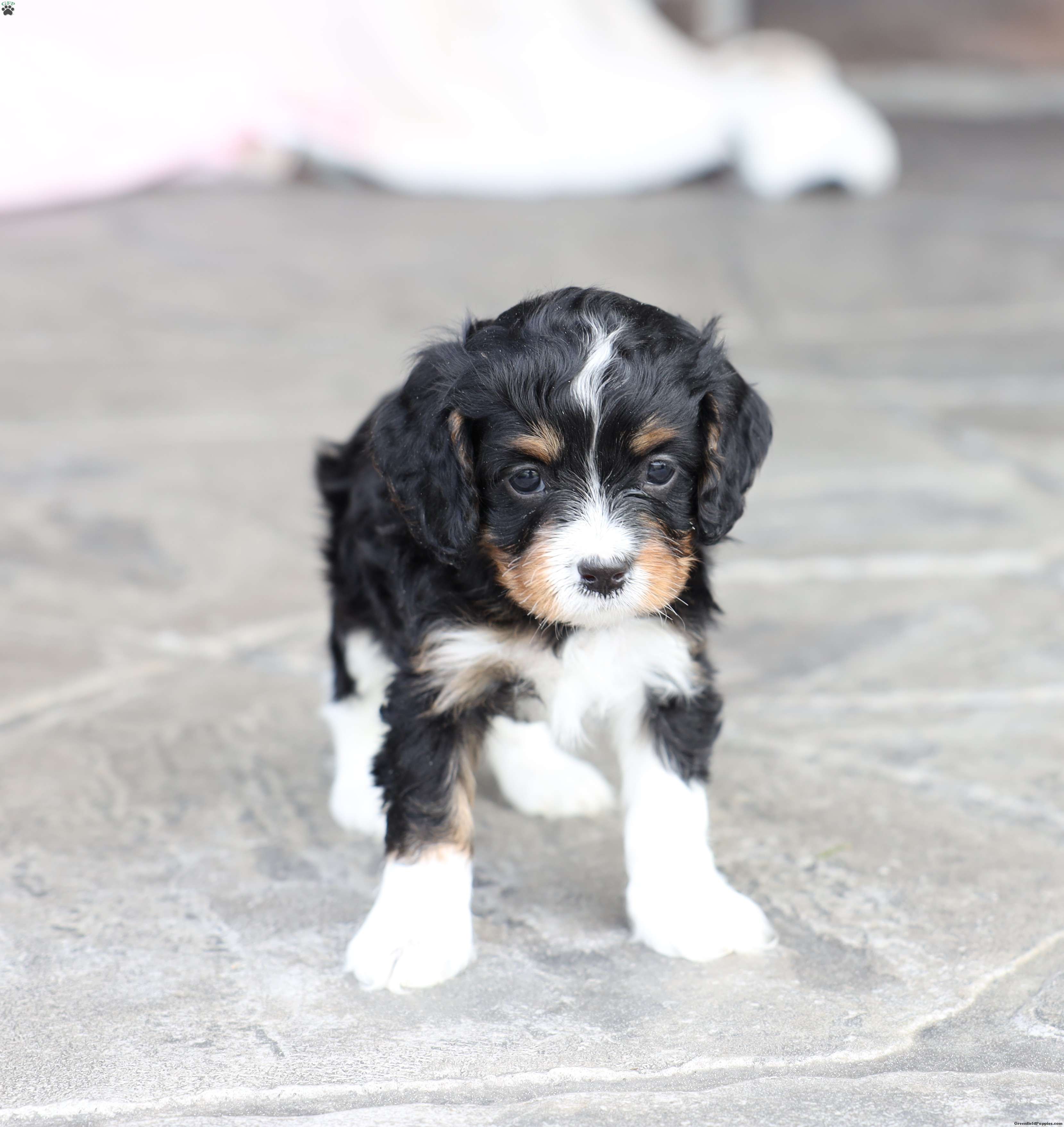 Brody - Cavapoo Puppy For Sale in Pennsylvania