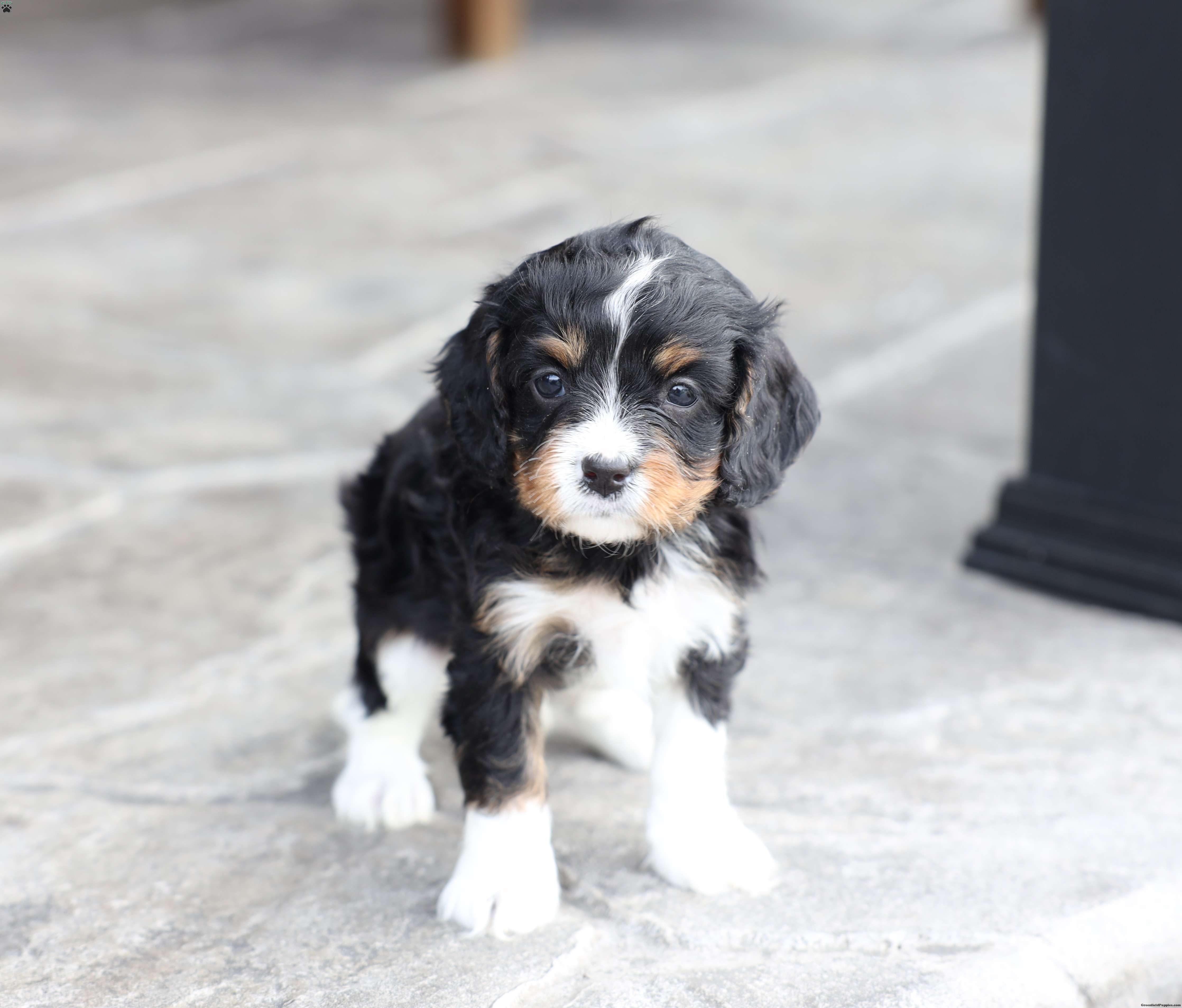 Brody - Cavapoo Puppy For Sale in Pennsylvania