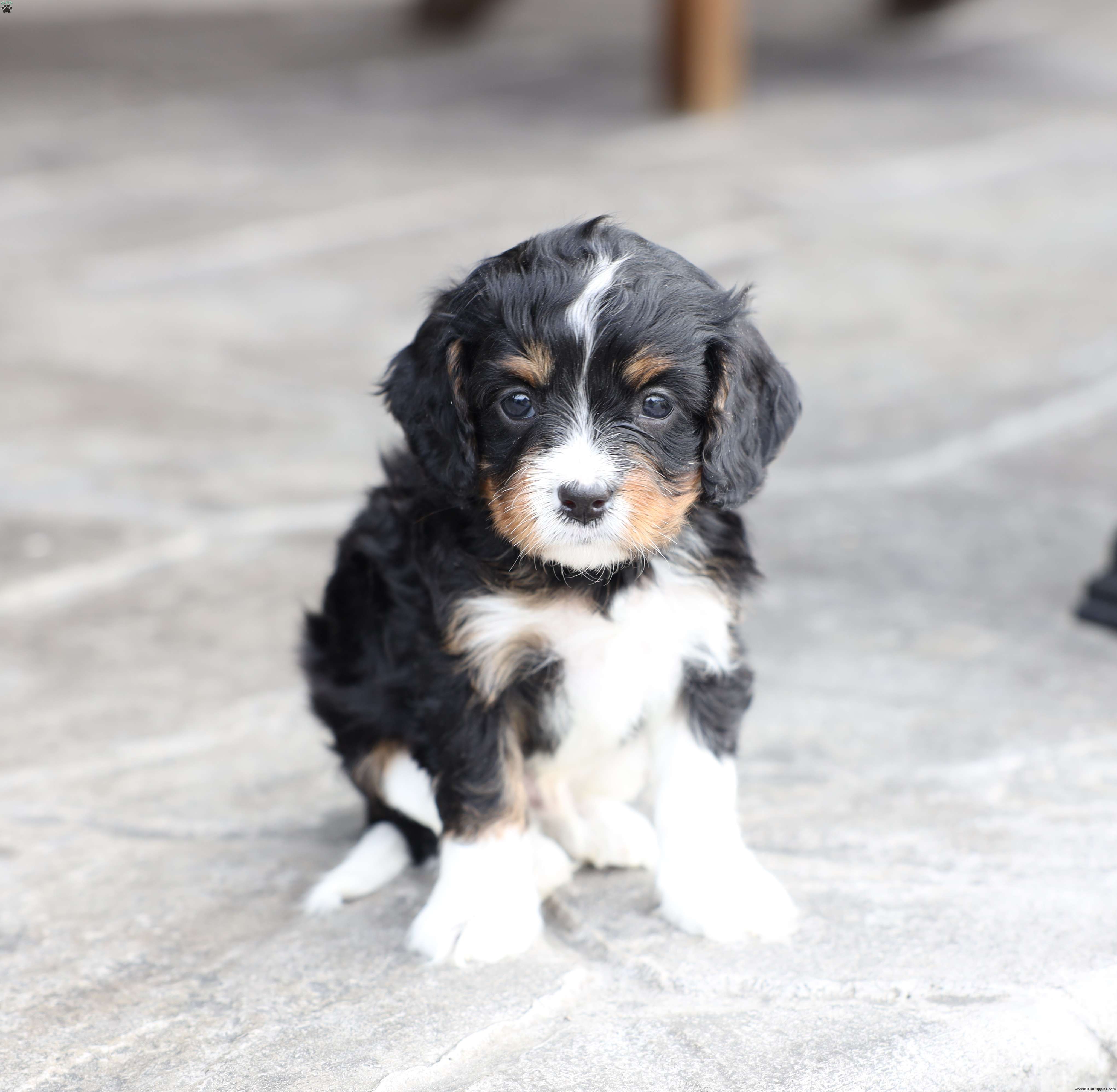 Brody - Cavapoo Puppy For Sale in Pennsylvania