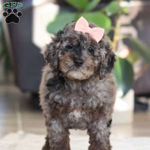 Brooke, Cockapoo Puppy