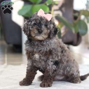 Brooke, Cockapoo Puppy