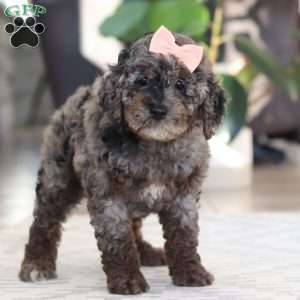 Brooke, Cockapoo Puppy