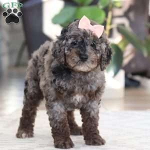 Brooke, Cockapoo Puppy