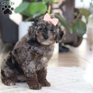 Brooke, Cockapoo Puppy