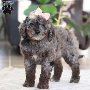 Brooke, Cockapoo Puppy