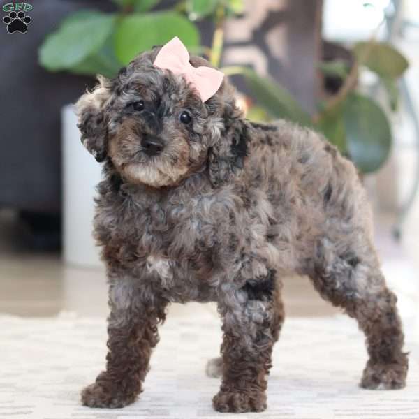 Brooke, Cockapoo Puppy