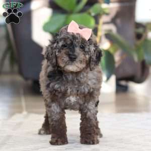 Brooke, Cockapoo Puppy