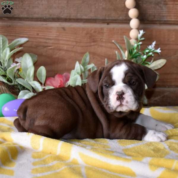 Brookie, Beabull Puppy